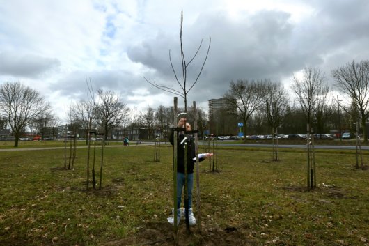 Willem van Dooijeweert, collectiebeheerder vruchtgroenten CGN, is bezig met de inventarisatie van de pas geplante appelbomen op de campus. (Foto: De Gelderlander door Tamara Reijers)