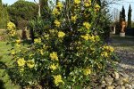 Mahonie (Berberis aquifolium) (Foto: Didier Descouens, Wikimedia Commons, 2022) 